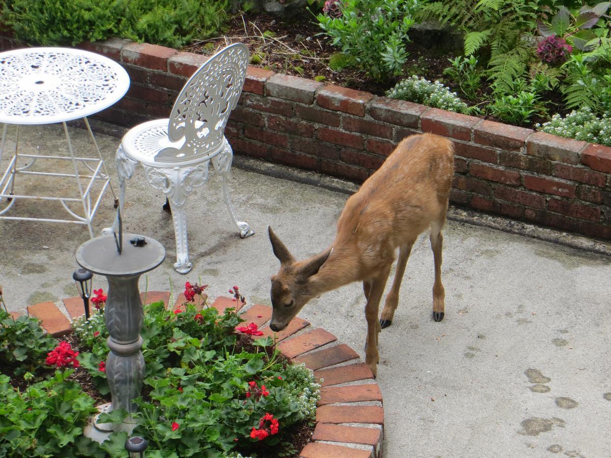 Bed & Breakfast Caprice *